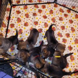 German Shepherd Puppies from Rammstein Kennels