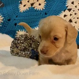 Dachshund and Miniature Schnauzer Puppies from The Bossy Doxie Farm