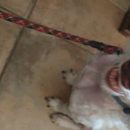 Cavalier King Charles Spaniels, Cavapoos, Goldendoodles, and Poodles from Angel Breed Solutions