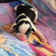 Boy 1 - Black and white male Shorkie puppy in White Pigeon, Michigan from Kathys Yorkie and Shih-tzu Cuties