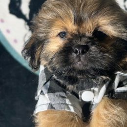 Boy 2 - Brindle male Shih Tzu puppy in Marion County, Tennessee from Jenkins Puppy Paradise