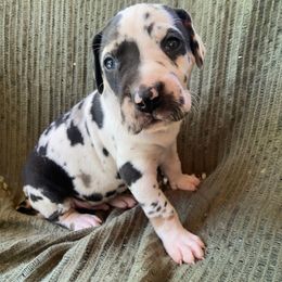 Romeo - Harlequin male Great Dane puppy in Spartanburg, South Carolina from Pawlmetto Danes