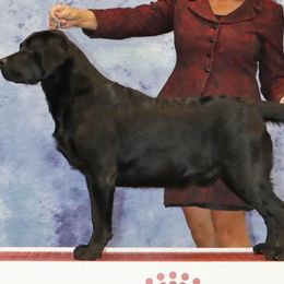 Labrador Retriever puppies from Laurie & Joe's Labs