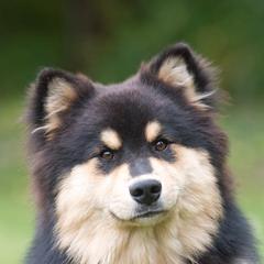 Australian Shepherds and Finnish Lapphunds from Midnight Island