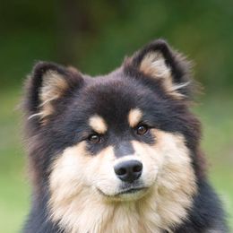 Australian Shepherds and Finnish Lapphunds from Midnight Island