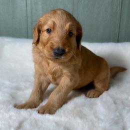 Rusty - Apricot male Goldendoodle puppy in Osage City, Kansas from Golden Ridge Goldens