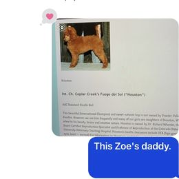 Double Doodle Puppies from Riverside Doodles in Seattle