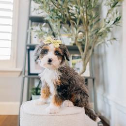 Millie - Merle female Bernedoodle puppy in Murray, Utah from Sun Valley Doodles