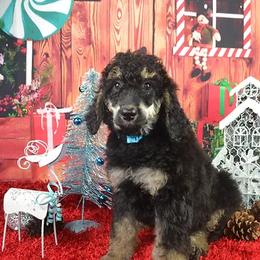 Bernedoodle, Poodle, and Sheepadoodle Puppies from TLC by the Lake Standard Poodle and Doodles