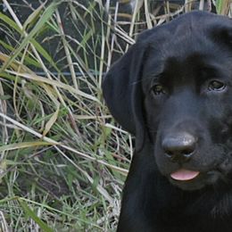 Labrador Retriever Puppies from Belle Isle