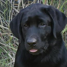 Labrador Retriever Puppies from Belle Isle
