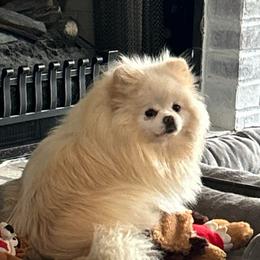 Tova - Cream female Pomeranian puppy in Interlachen, Florida from DK DARLINGS