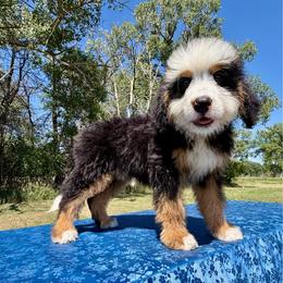 Lillie - Tri-color female Bernedoodle puppy in Sioux Falls, South Dakota from WhiskeyCreek Doodles