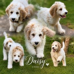 Daisy-purple collar - Parti female Saint Berdoodle puppy in Paw Paw, Michigan from ProAct Canines