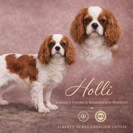 Holli - Cavalier King Charles Spaniel