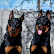 Beaucerons and Cane Corso from Svajonė Kennels