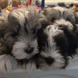 Havanese puppies from Eorzea Havanese