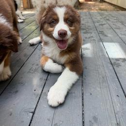 Zayda - Red tri-color female Australian Shepherd puppy in Richmond, Texas from Big Zen Aussies
