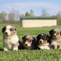 Miniature American Shepherd puppies from LF Ranch
