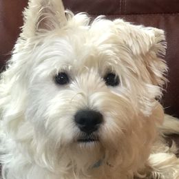 Ruger - West Highland White Terrier