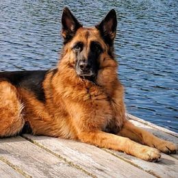 German Shepherds from Wilhendorf German Shepherd Dogs
