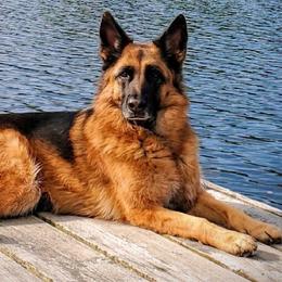 German Shepherds from Wilhendorf German Shepherd Dogs