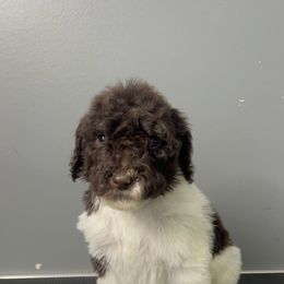 Poodle Puppies from Magnolia Scarlette Poodles