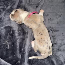 Pink collar - Mantle merle female Great Dane puppy in Loris, South Carolina from Days Danes