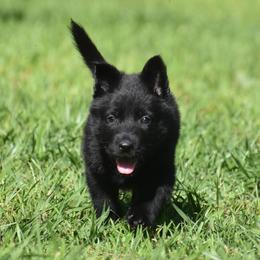 Black female - Black female German Shepherd puppy in Marianna, Florida from Haus M Godwin