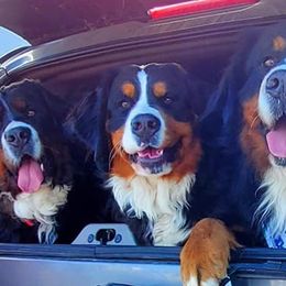 Bernese Mountain Dogs from Mountain Willow Bernese Dogs
