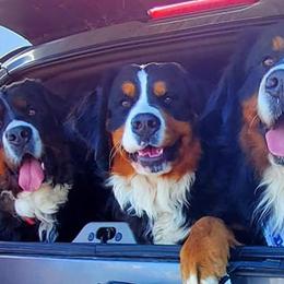 Bernese Mountain Dogs from Mountain Willow Bernese Dogs