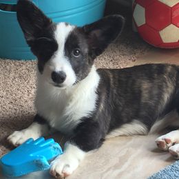 Cardigan Welsh Corgi Puppies from Penfro Corgis