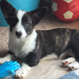 Cardigan Welsh Corgi Puppies from Penfro Corgis