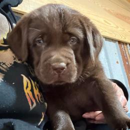 Moose - Boy 2 - Chocolate male Labrador Retriever puppy in Brandywine, Maryland from QVR Labradors and Leonbergers