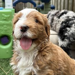 Bernedoodle, Poodle, and Saint Berdoodle Puppies from Myt fine doodles