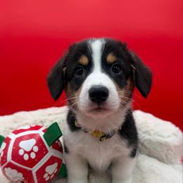 Buddy - Black and tan male Pembroke Welsh Corgi puppy in Minooka, Illinois from Lucky J Corgis