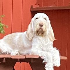 Bullmastiffs, French Bulldogs, and Spinoni Italiani from McDonald’s Bullmastiffs