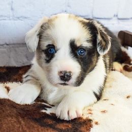 Peppermint - Cardigan Welsh Corgi puppy from Star N Cardigan Corgis
