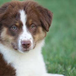 Rtf1 - Red tri-color female Miniature American Shepherd puppy in Stephenville, Texas from Diamond H Aussies