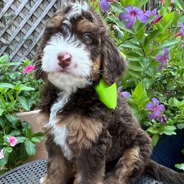 Joey - Tri-color male Bernedoodle puppy in The Woodlands, Texas from Gracie's Goldendoodles and Bernedoodles