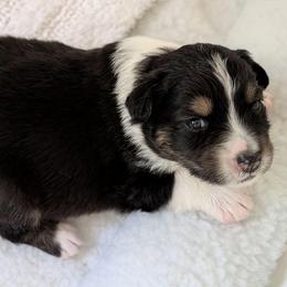 Splash - Black tri-color female Australian Shepherd puppy in Rhode Island from Ocean Cliff Aussies
