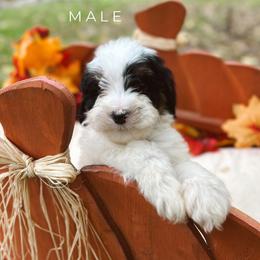 Ezra - Black and white male Bernedoodle puppy in Glenwood, New Mexico from Brush Fire Doodles