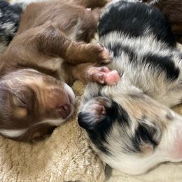 Miniature Australian Shepherd Puppies from Blue Skye's Miniature Australian Shepherds