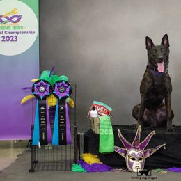 Drac - Dutch Shepherd