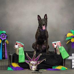 Drac - Dutch Shepherd