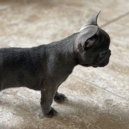 French Bulldog Puppies from Frnchi Faerie
