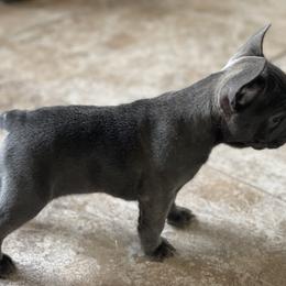 French Bulldog Puppies from Frnchi Faerie