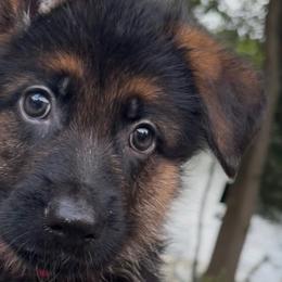 German Shepherds from Christina V.