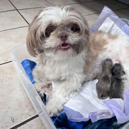 Shih Tzu Puppies from P&B Tzu Tribe