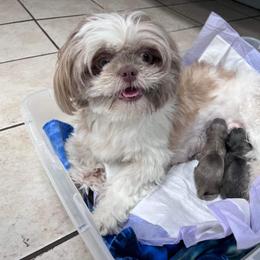 Shih Tzu Puppies from P&B Tzu Tribe